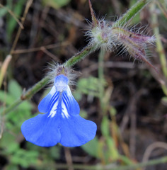 Salvia monantha