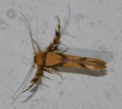 Stathmopoda crassella