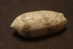 Oliva caerulea