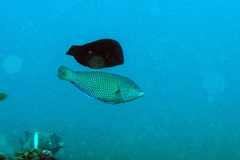 Anampses caeruleopunctatus