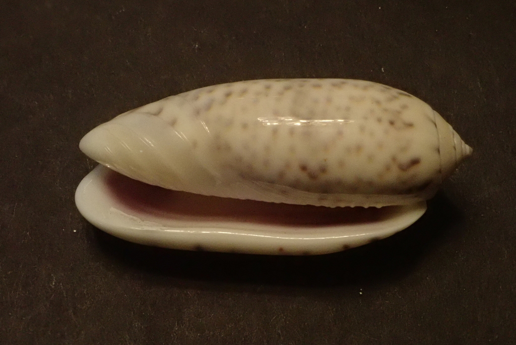 purple-mouth olive