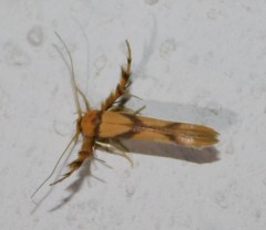 Stathmopoda crassella