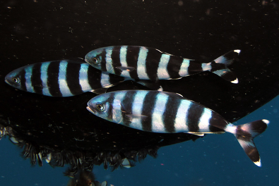 Pilotfish (Reef Fish of the Hawaiian Islands) · iNaturalist