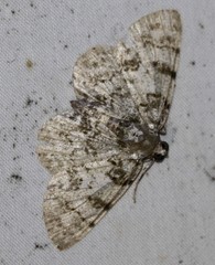 Dyscheralcis crimnodes