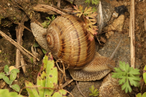 Thessalian Snail