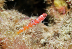 Grotto Goby photo 2