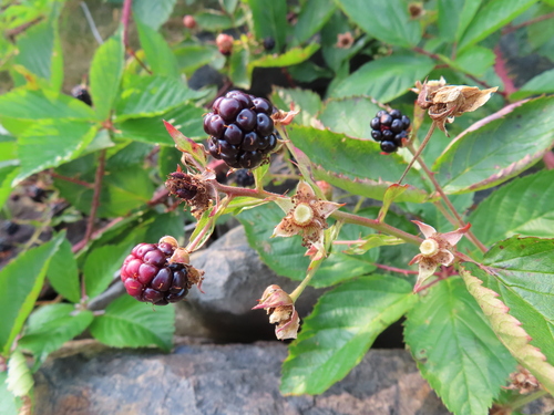 showy blackberry (Rubus elegantulus)