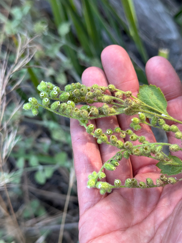 Roundleaf brookfoam (Boykinia rotundifolia)