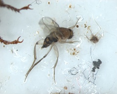 Diptera