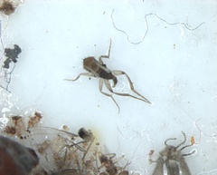 Insecta