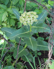 Xysmalobium