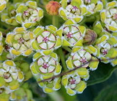 Xysmalobium