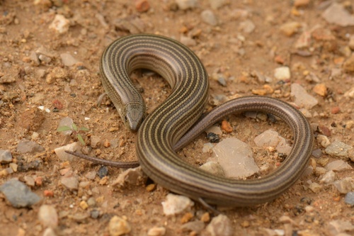 Western Three-toed Skink, photo 7 of 7