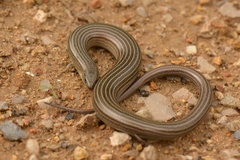 Iberian Three-Toed Skink photo 5