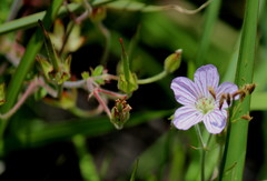 Geranium flanaganii