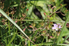 Geranium flanaganii