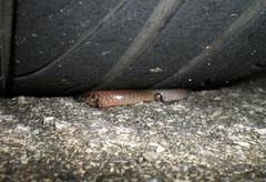 Ateuchosaurus chinensis