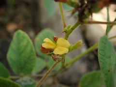 Rhynchosia tomentosa