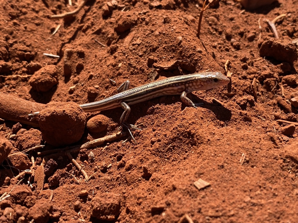 Western Pilbara Lined Ctenotus