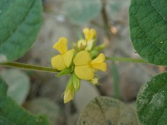 Rhynchosia tomentosa