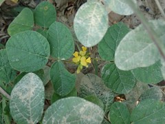 Rhynchosia tomentosa