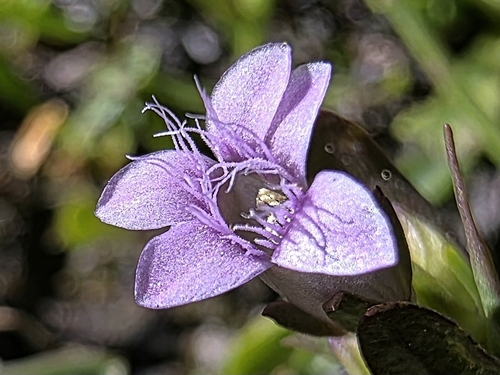 Gentianella amarella iNat (3)