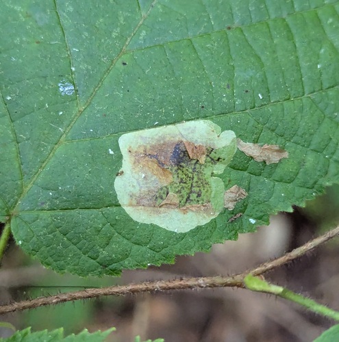 Hazel Blotchminer photo 2