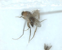 Diptera