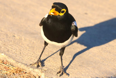 Pica nuttalli