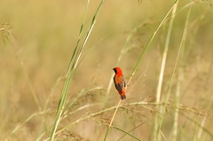 Euplectes nigroventris