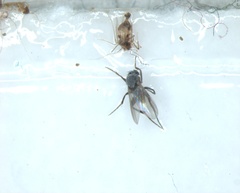 Diptera