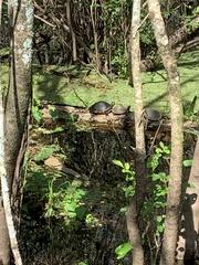 Pseudemys peninsularis