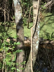 Pseudemys peninsularis