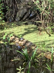 Pseudemys peninsularis