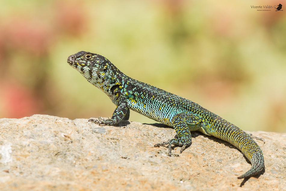 Zapallaren Tree Iguana