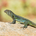 Zapallar Smooth-throated Lizard - Photo (c) Vicente Valdes Guzman, some rights reserved (CC BY-NC), uploaded by Vicente Valdes Guzman