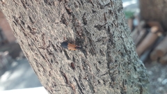 Tarandocerus lycoides