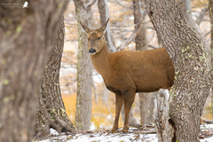 Hippocamelus bisulcus