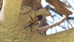 Tarandocerus lycoides