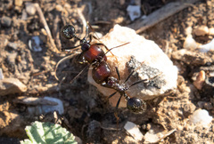 Messor barbarus