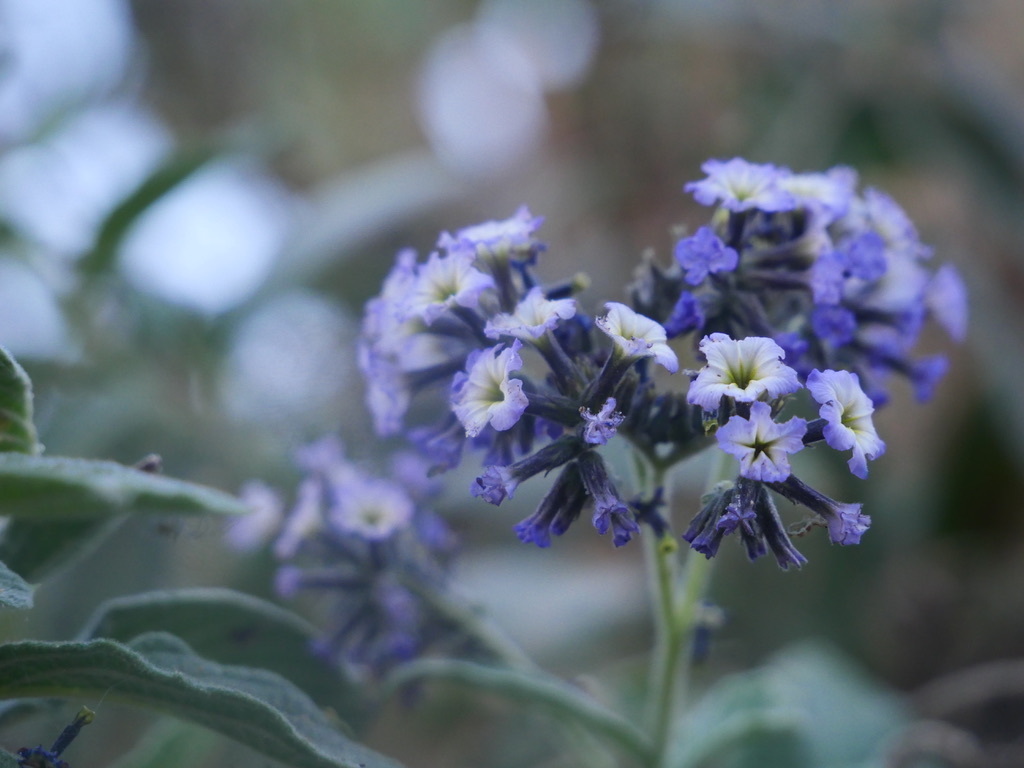 Heliotropium arborescens, Caylloma Province, Peru