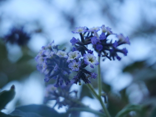 Heliotropium arborescens