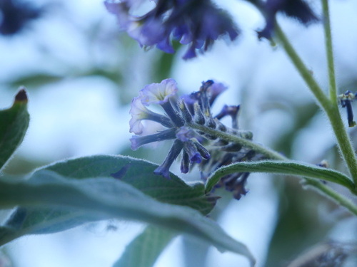 Heliotropium arborescens