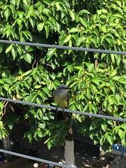 Tyrannus melancholicus