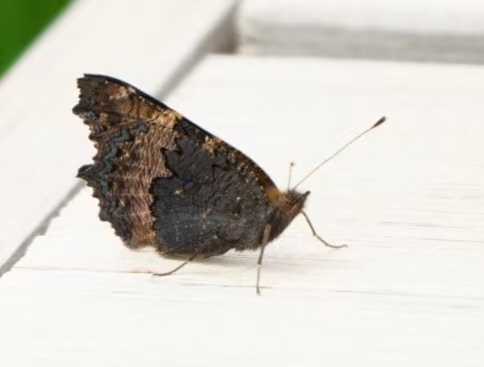 Small Tortoiseshell