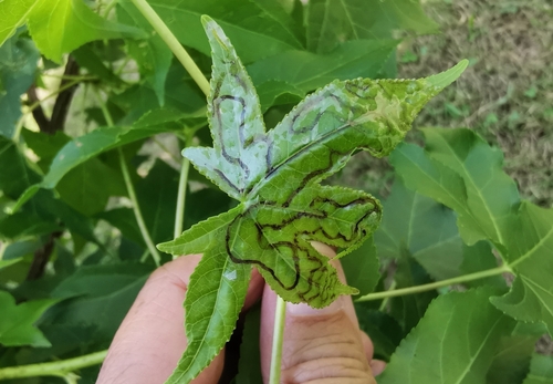 Phyllocnistis liquidambarisella photo 6