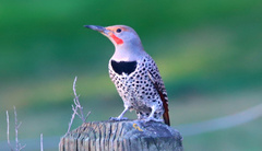 Colaptes auratus