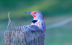 Colaptes auratus