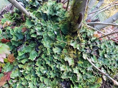 Peltigeraceae
