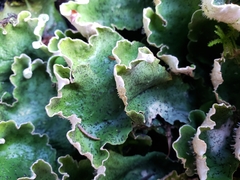 Peltigeraceae